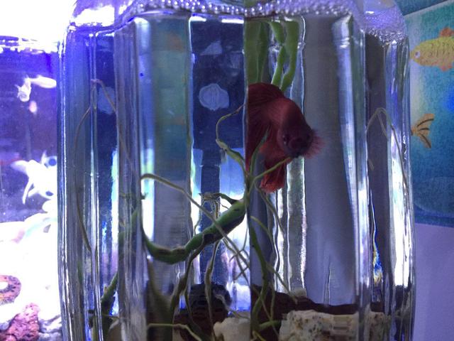 绿萝和斗鱼可以一起养吗,绿萝可以跟斗鱼一起养