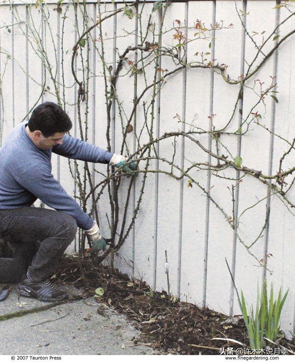 月季从小苗到大苗如何养,藤本月季花苗修剪教程