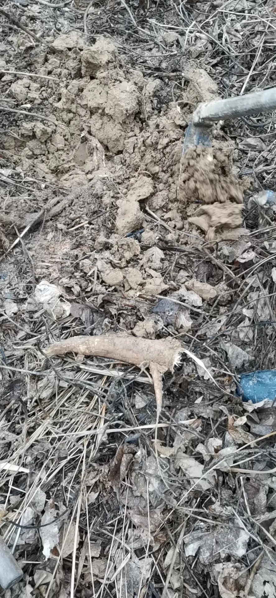 真正的野生葛根图片,纯天然野生葛根图片