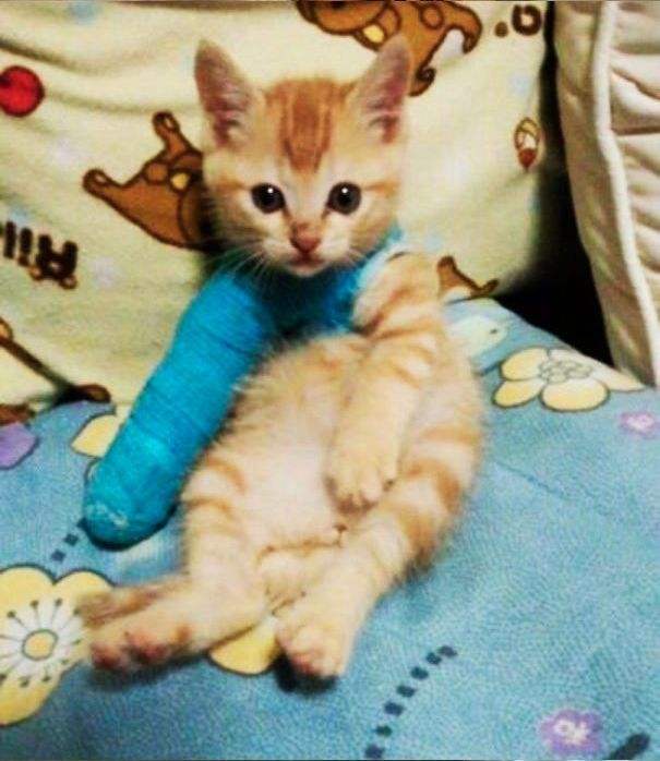 猫咪四肢有点瘸,猫咪四肢突然发直然后软