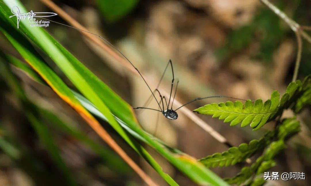 我的昆虫记封面,我的昆虫记作文300字