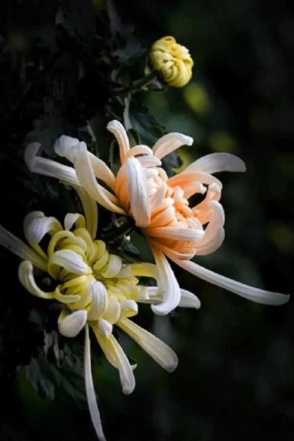 中国十大名花排行哪个是你的最爱,你知道中国十大名花是什么花吗