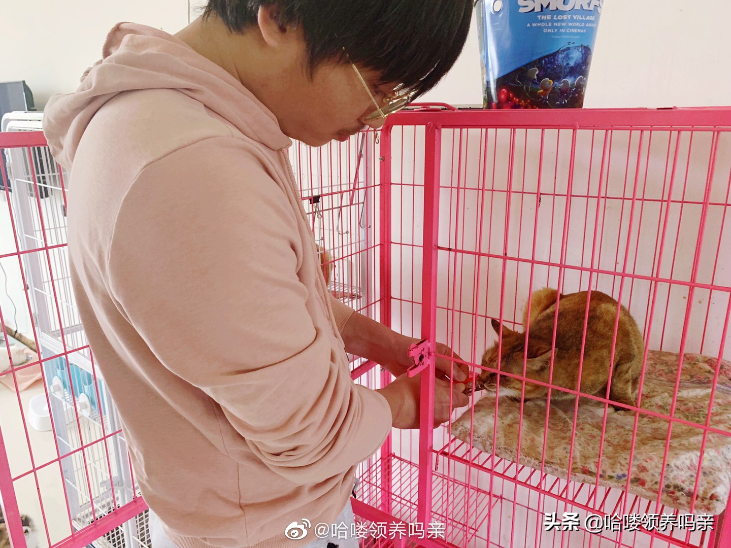 假期出门宠物怎么安置,假期宠物寄养哪里实惠