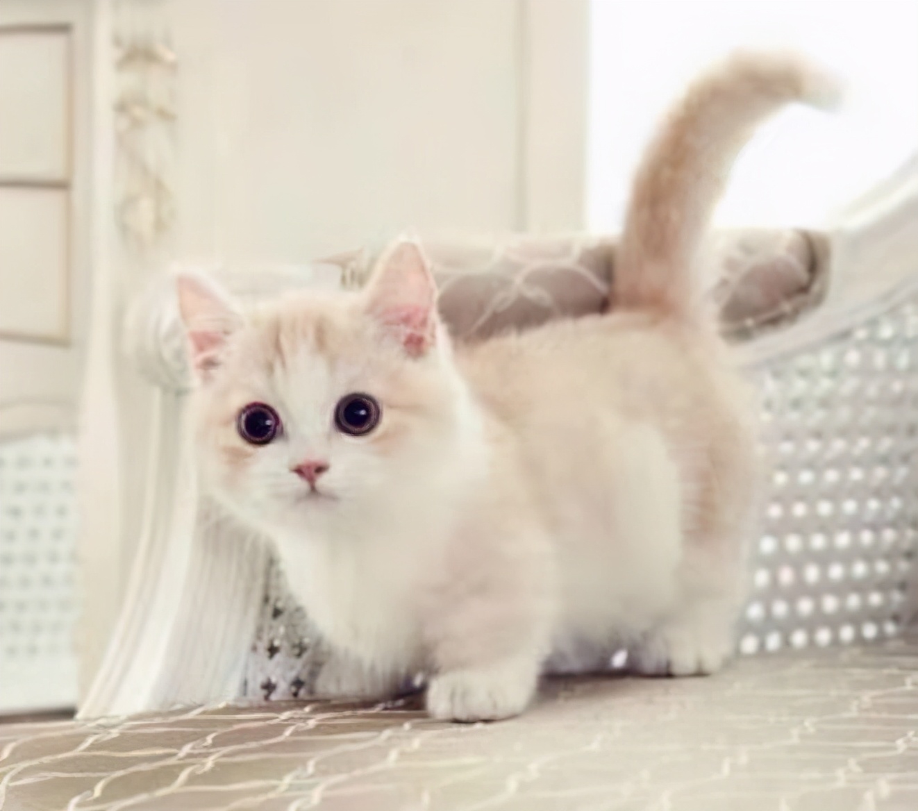 哪里猫咖租赁便宜,猫咖可以租猫吗