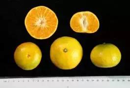 柑橘新优优缺点,设施柑橘新品种优缺点