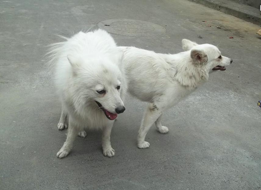 狗狗发情期，四个步骤懂狗狗是否发情和怀孕