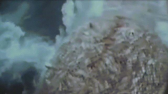 蛤、蚶、蛏、蚝、蚬有什么区别？这是一群美味海怪与人类的故事