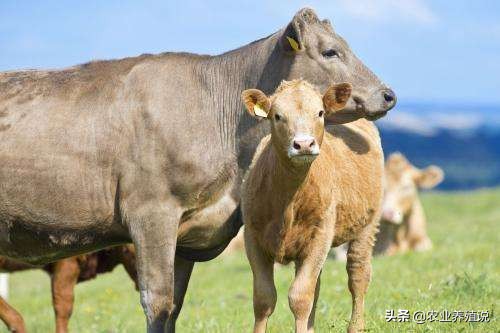 牛贩子承诺死牛包赔，看似靠谱，真的可信吗？