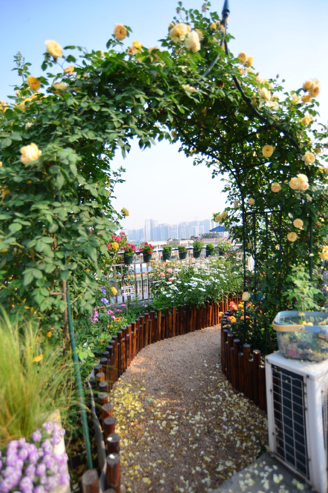 爬藤植物怎么牵引造型,爬藤植物是怎么爬藤的