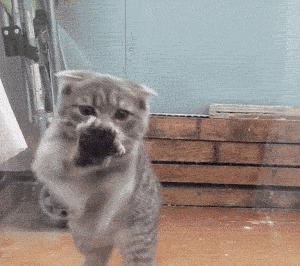 看我飞车特技，哦噢.......搞笑动图集合