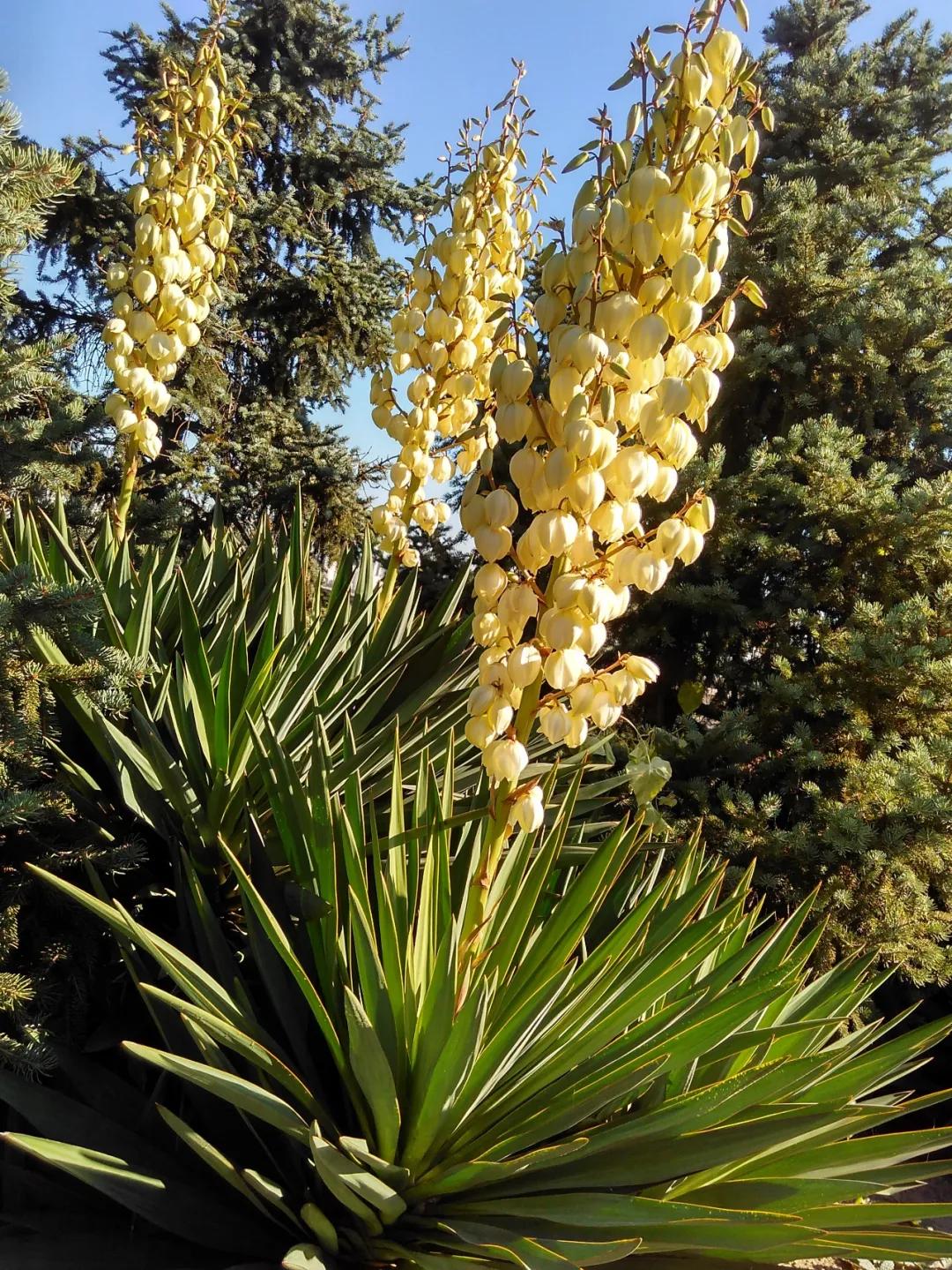虫虫大作战对战所有昆虫攻略,虫虫大作战灭虫视频