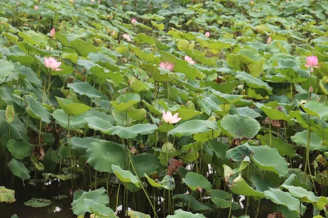 又到一年赏荷季又见荷花,广州莲花山荷花