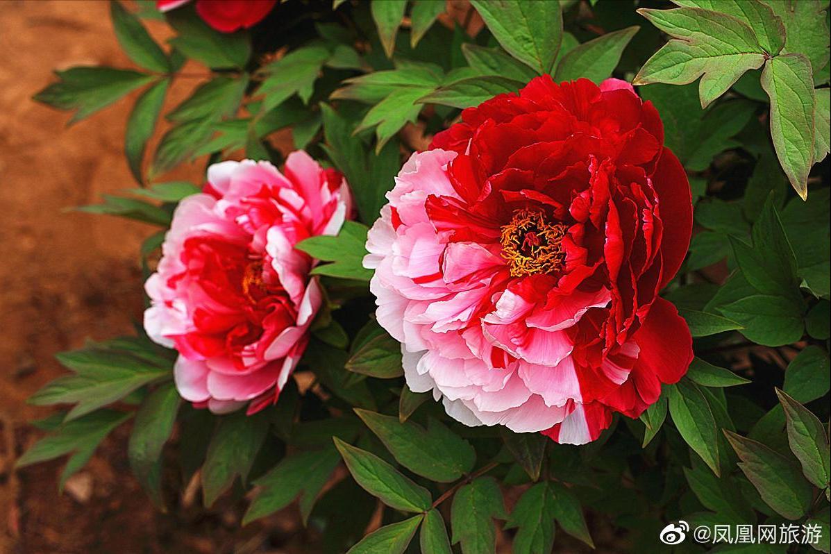 洛阳四月正是牡丹盛开的季节,洛阳牡丹几月几日开最美