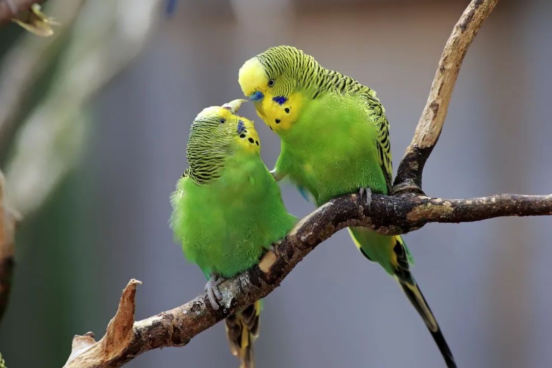 虎皮鹦鹉能喝牛奶吗,虎皮鹦鹉小鸟饲养