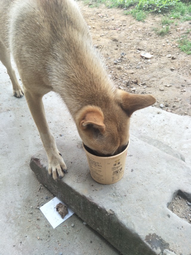 关于狗狗的小知识的小视频,关于狗狗的科普小知识