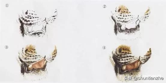 工笔老虎技法教学视频,工笔老虎胸毛的撕毛法