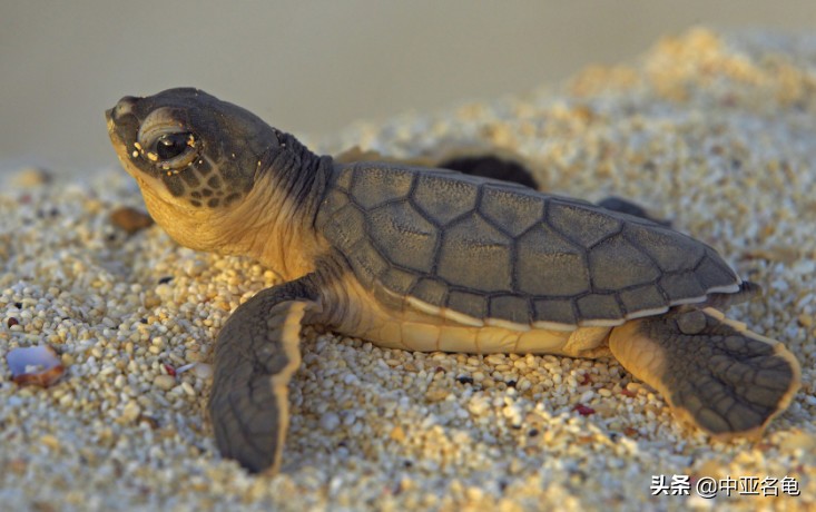 养龟秘籍搞笑,养龟绝招大全视频