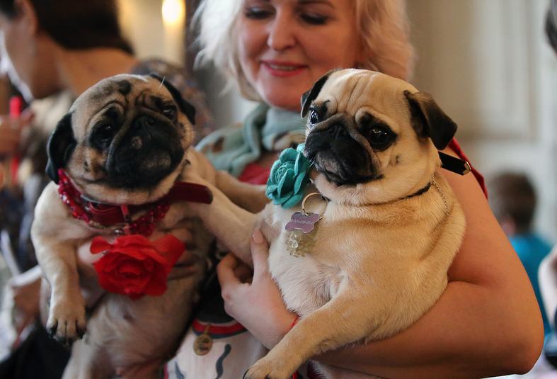 巴哥冷知识,巴哥狗小知识