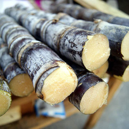 黑皮甘蔗绿皮甘蔗哪个更硬,黄皮甘蔗和黑皮甘蔗的功效区别