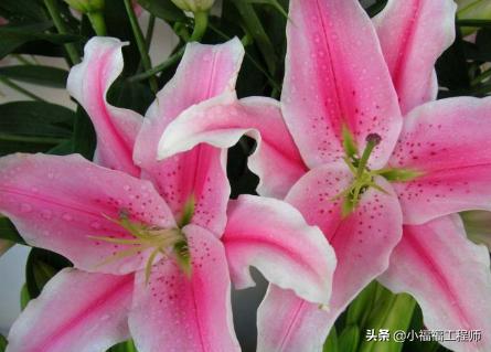 百合里面最香的品种是哪个,哪个品种的百合药用价值高