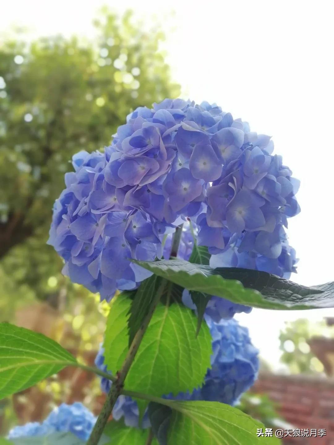 圆滚滚的绣球，瀑布般的花墙，这届花友也太会种花了吧