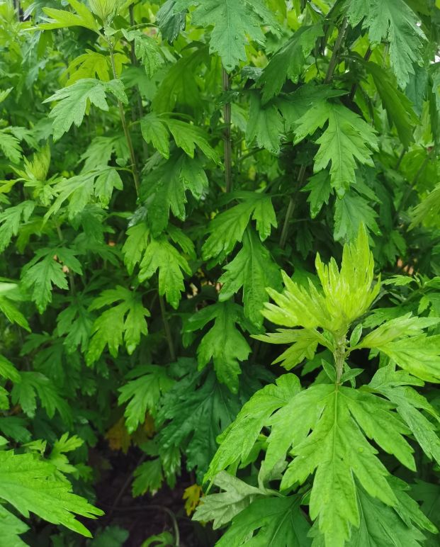 在农村艾草是什么,农村的艾叶能干嘛