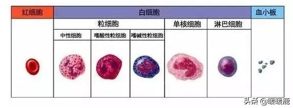 孕妇血常规的血红蛋白、血细胞和血小板代表什么,孕期贫血怎么办