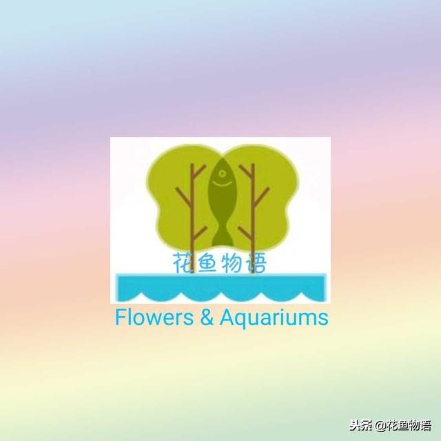 椰子树属于什么类植物,椰子树是热带还是亚热带植物