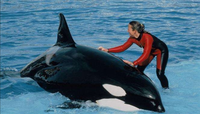 体型惊人的大白鲨,为什么大白鲨会害怕虎鲸