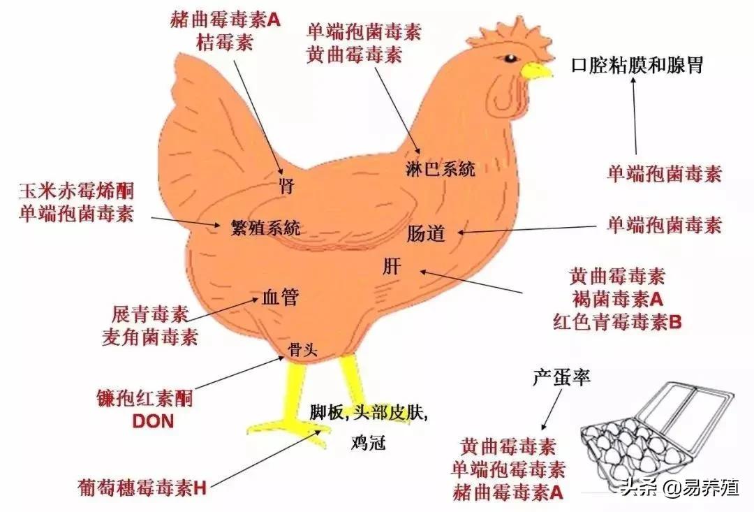 鸡拉红浓屎怎么治,鸡拉绿色稀粪最快解决方法