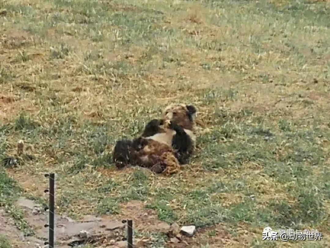 二十年春雨,春雨十年小说