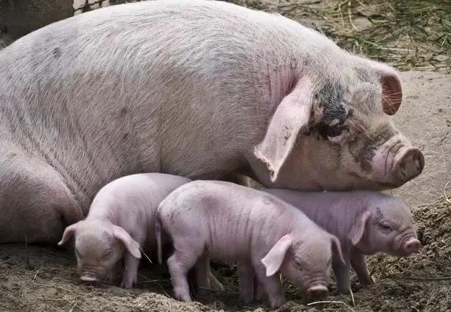 母猪低温不吃食最佳治疗方案,母猪突然低温不吃是什么原因