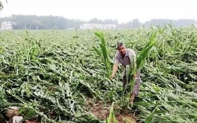 野猪毁坏庄稼如何驱赶野猪怕什么,野猪祸害庄稼红薯