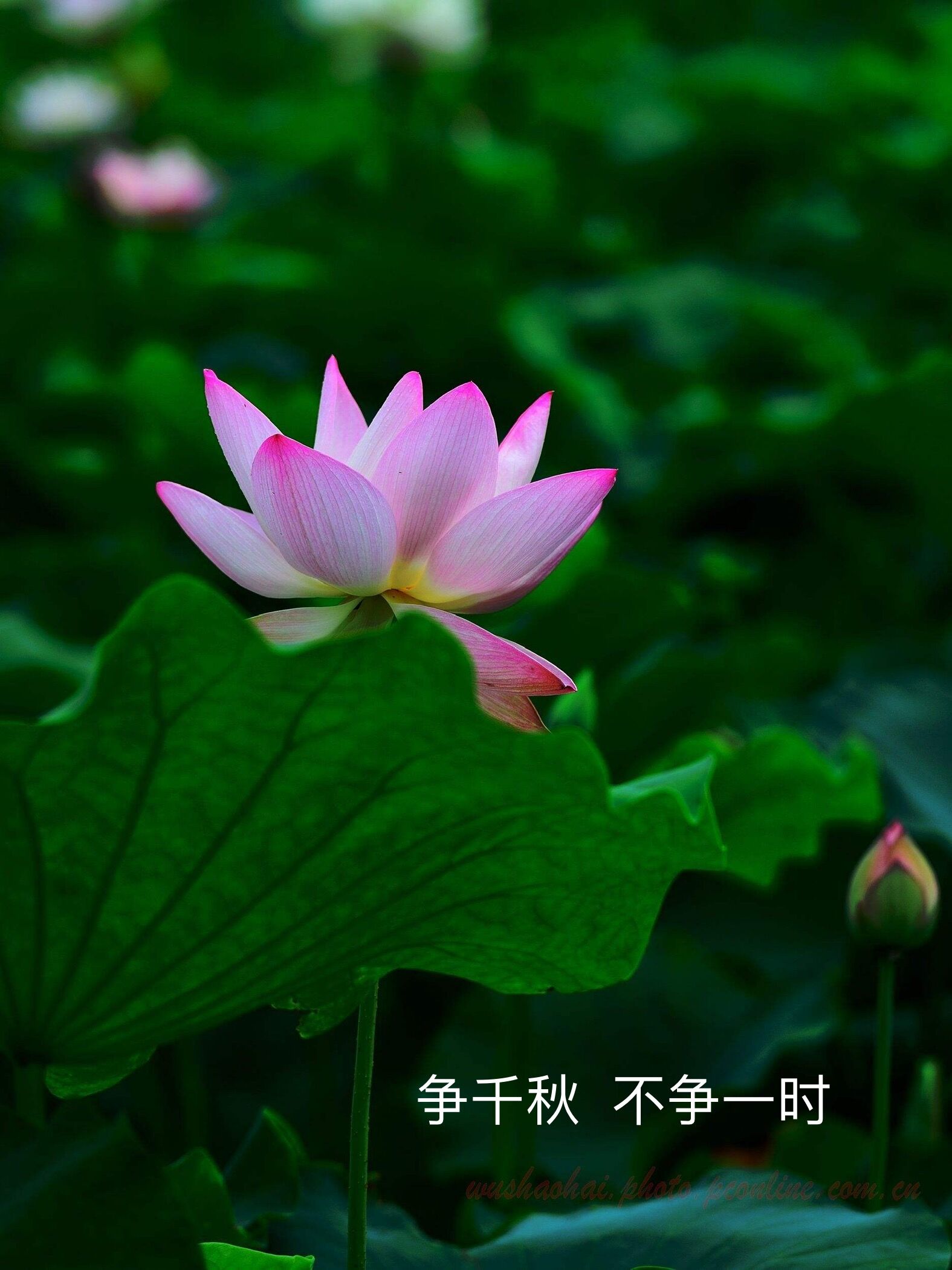 心中的神明,心中的神明作文