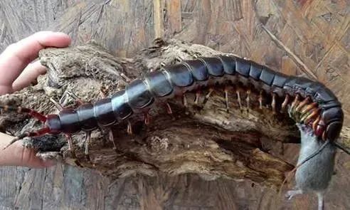 园子里的昆虫有多少,花园里的小动物哪些是昆虫