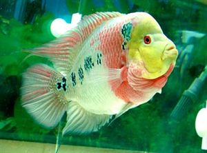 罗汉鱼种类和饲养,罗汉鱼疾病治疗用什么药