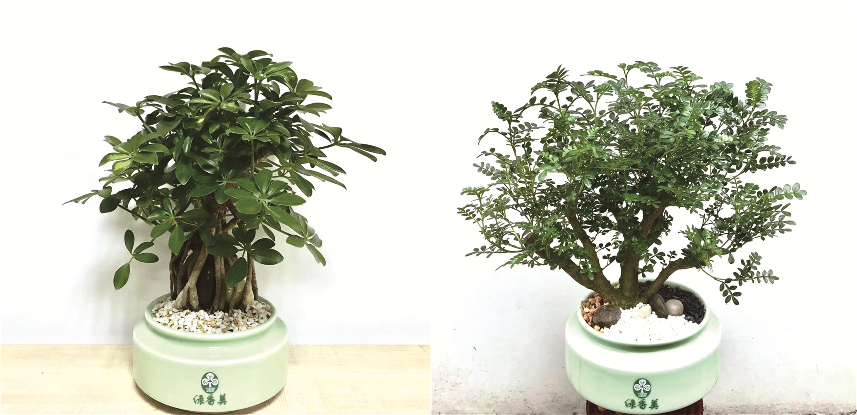 室内设计师常用软装绿植,软装师最爱的绿植