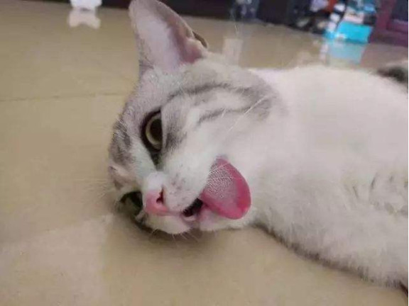 宠物术后肺水肿,宠物手术后伤口渗血怎么处理