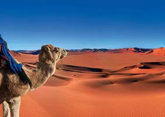 白本护照出境法国旅游免签吗,白本护照旅游去哪个国家比较好