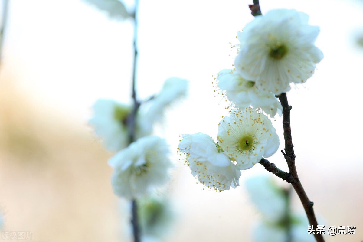 列子原文及译文朗读,列子杨朱篇译文