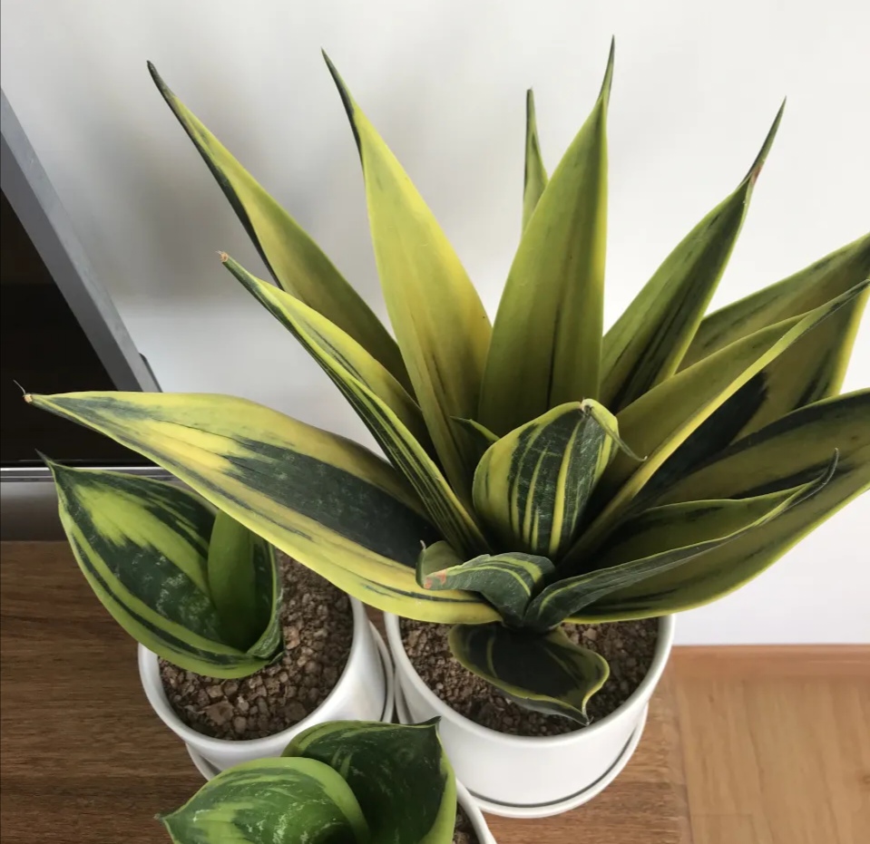 如何让虎皮兰生侧芽,如何让虎皮兰冒侧芽