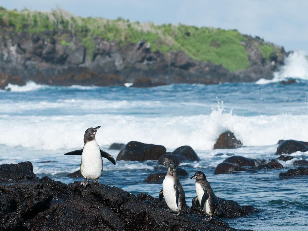 为什么北极没有企鹅宝宝,放在北极的69只企鹅怎么样了