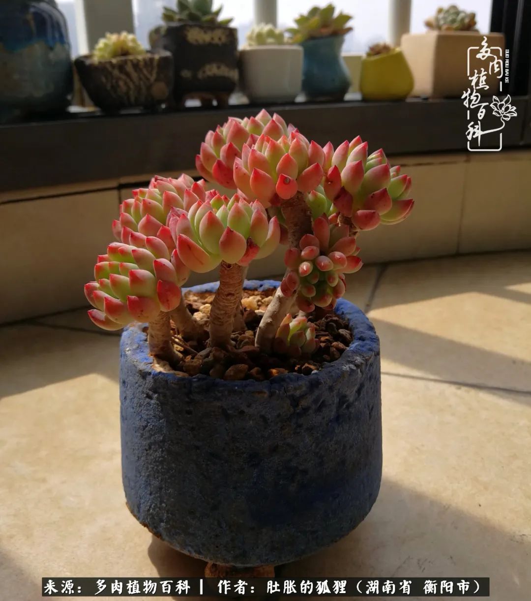 多肉用大盆养好还是用小盆养,多肉用石子养好还是用土养好