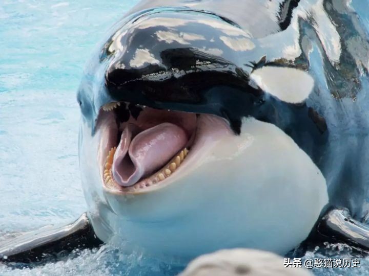 海洋里的哺乳动物是怎么哺乳的,海洋哺乳动物怎么喝水