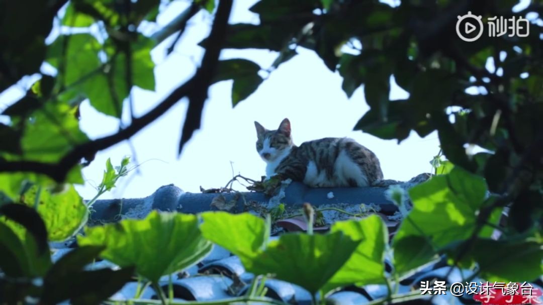 李子柒生活大揭秘,多少人羡慕李子柒的生活