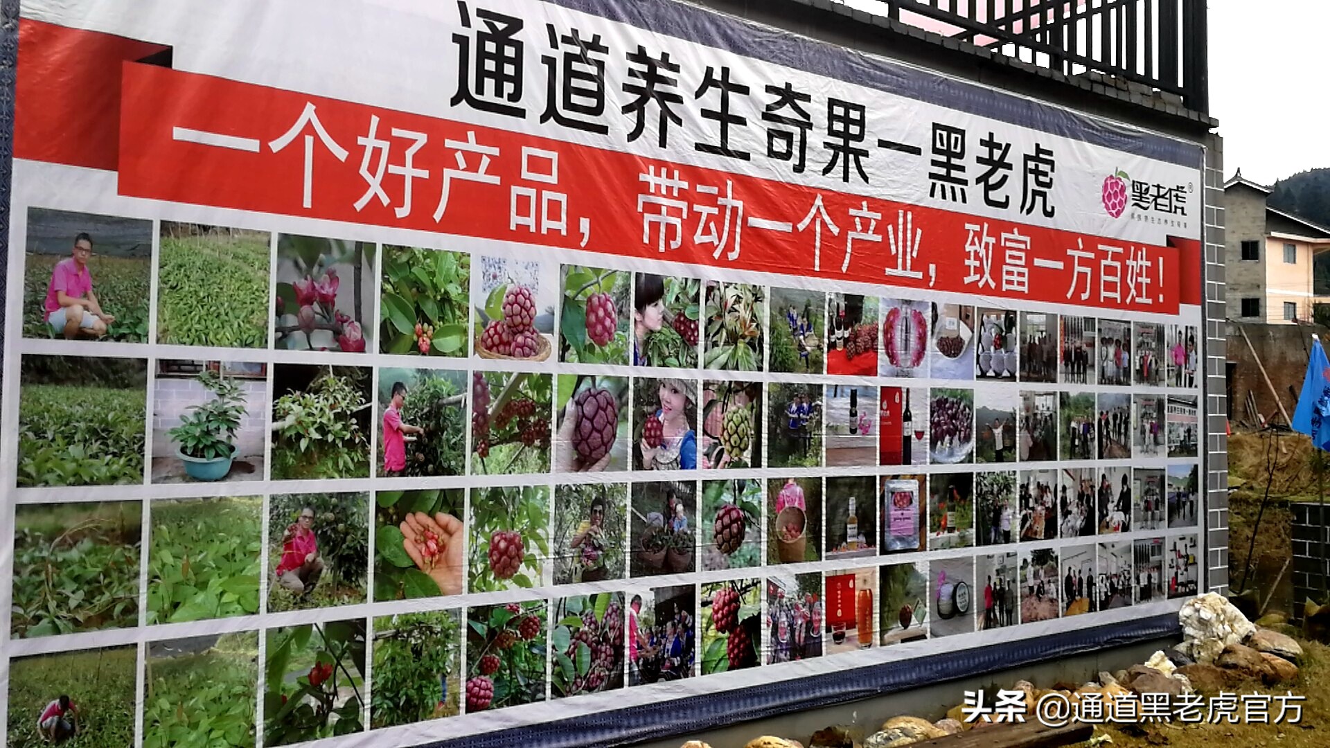 被省委书记惦记的通道小伙，正带村民种山果致富（转载）