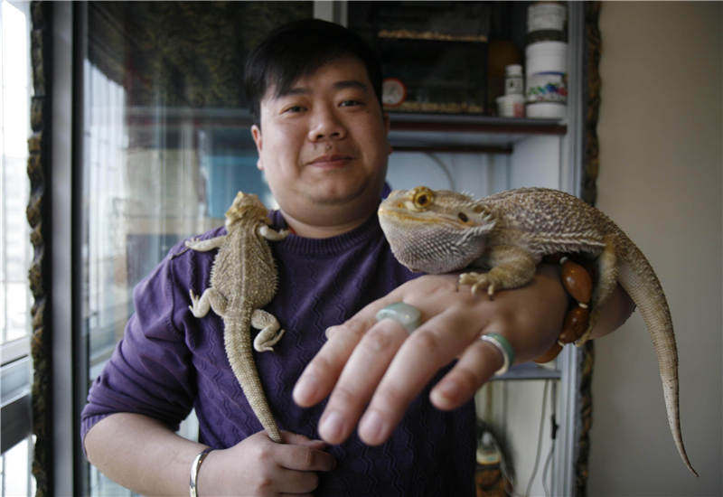 乌龟被吃了壳碎了,乌龟被螃蟹吃成骨架