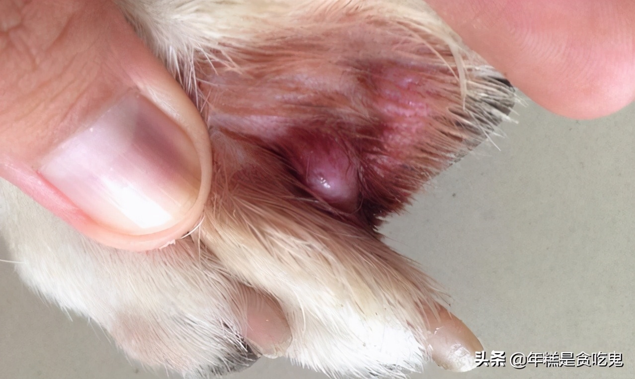 小狗得了趾间炎该怎么治疗?铲屎官进阶技能