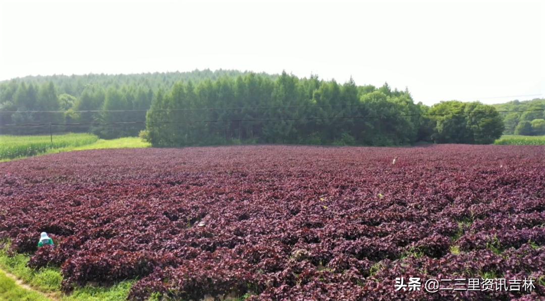 松山镇东北岔村：发展中药材特色产业助力农民增收致富