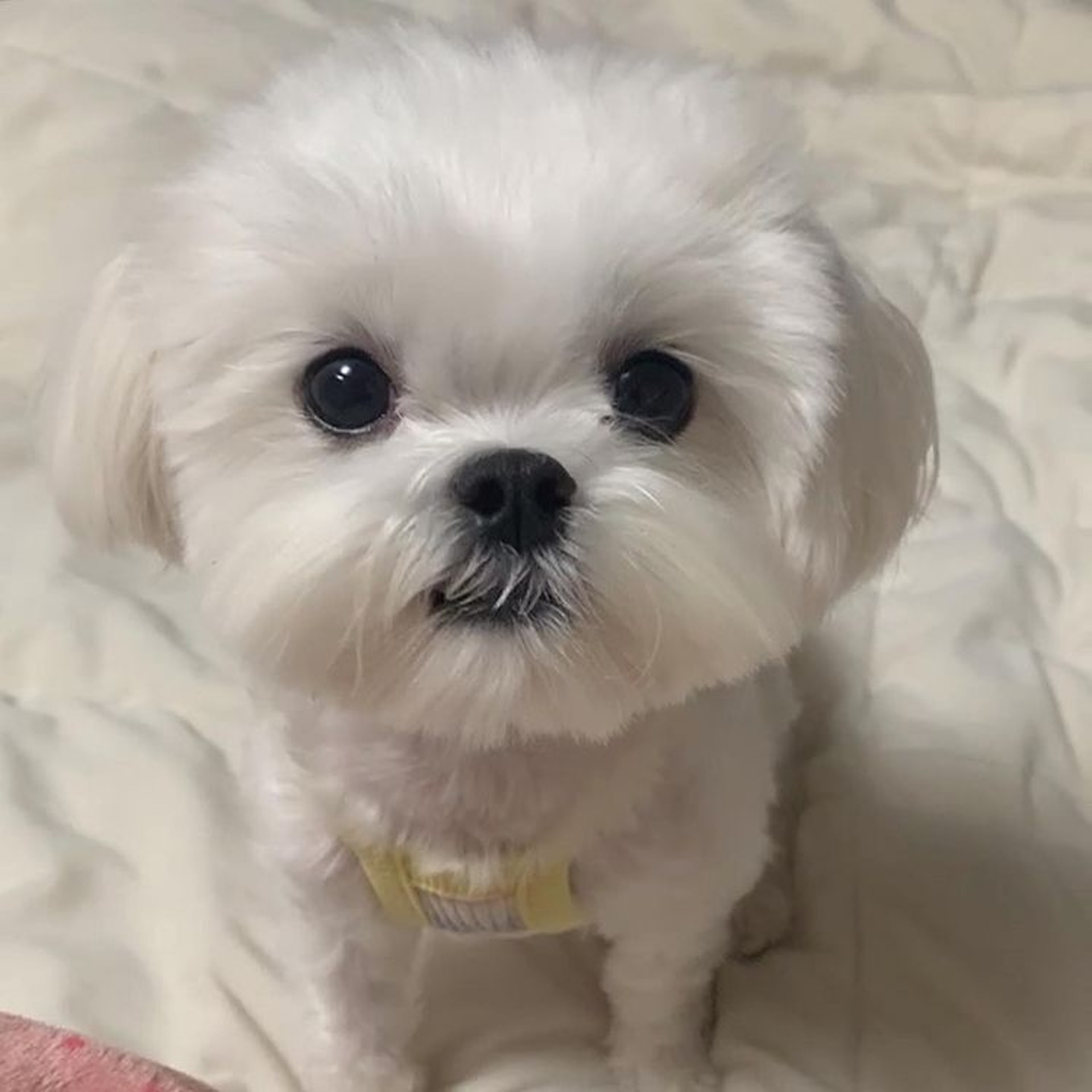 狗狗睡醒突然坐起来视频,狗狗睡醒兴奋突然昏倒